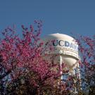 UC Davi water tower and flowering tree