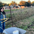 B’Elanna Pho working at the We Grow Urban Farms internship.